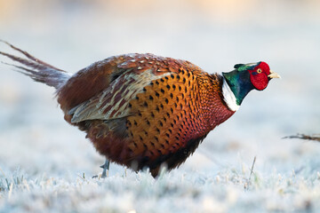 Bird Common pheasant Phasianus colchius Ring-necked pheasant in natural habitat