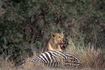 Two wild lioness feeding on a dead zebra in the morning light at Maasai mara national park