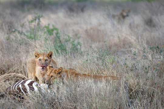 Two wild lioness feeding on a dead zebra in the morning light at Maasai mara national park