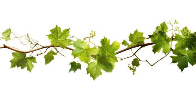 Grape leaves and branch on transparent background
