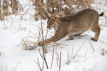 Bobcat (Lynx rufus) Strikes Out With One Paw Winter