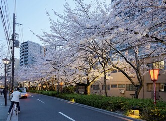 Scenery of beautiful cherry blossom trees ( Sakura Namiki ) lighted up at dusk along a street in kyoto, japan ~ Sakura Hanami (admiring cherry blossom ) is a popular activity in spring season in Japan