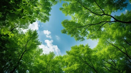 Obraz premium Looking up at the green tops of trees, Generative AI