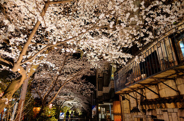 Night scenery of Takase River ( Takase-gawa ) in Kyoto, Japan, with romantic Sakura cherry blossom trees blooming by old houses & illuminates by street lights ~Kyoto city at nighttime in spring season