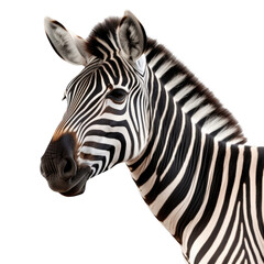 Fototapeta na wymiar Zebra face shot isolated on transparent background