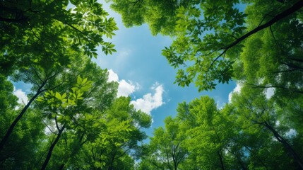 Fototapeta premium Looking up at the green tops of trees, Generative AI