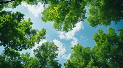 Fototapeta premium Looking up at the green tops of trees, Generative AI