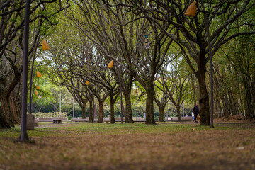 parque natural en la ciudad