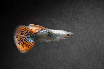 Multi colors guppy fish (Poecilia reticulata) isolated on black background, platinum guppy.