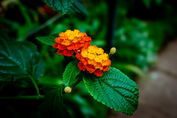red and yellow flower