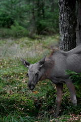 Fototapeta na wymiar A juvenile moose