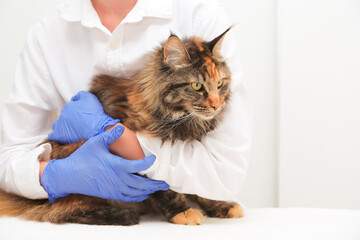 Veterinarian holding, examining and cuddling maine coon cat on the examination table. Veterinary clinic, vet care, animal hospital .