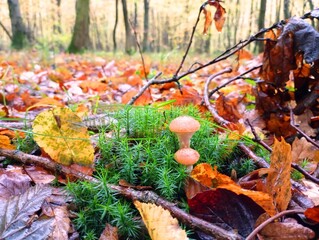 Two young boletus mushrooms in fresh green moss in the forest among fallen yellow leaves. Beautiful tasty mushrooms in the natural environment.