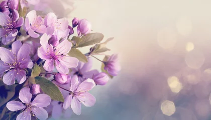 Wandaufkleber Lavender flowers in the garden in pastel colors © melih 