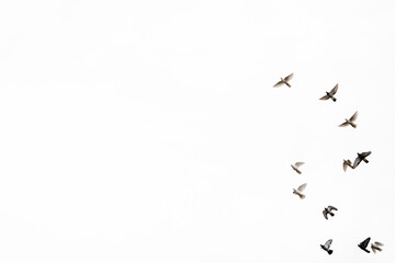 white background , pigeon flying in the sky, flying birds, easily separatable subject, can be used in different pictures - obrazy, fototapety, plakaty