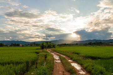 Dirt road middle lane and waterlogged through the rice field under sunlight in evening.
