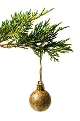 Golden Christmas ball hanging from pine tree, isolated on white or transparent background.