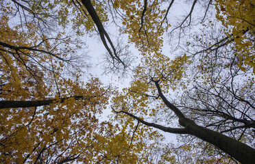 Golden Autumn: Sunlit Tree Branch in Clear Sky, Autumn foliage beneath sunlight in a forest.