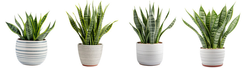 collection of small indoor plants , various Sansevieria plants in different pots. isolated on white or transparent PNG. home indoor design,	
 - obrazy, fototapety, plakaty