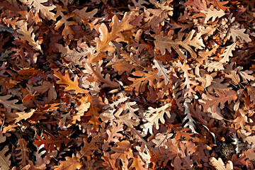 Top view shot of a ground covered with fallen dry oak leaves. Autumnal background, copy space for text, close up.