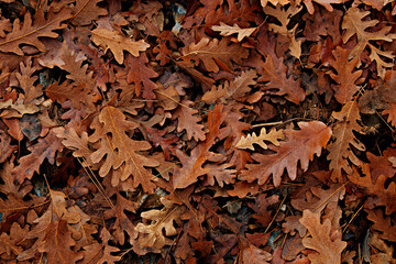 Top view shot of a ground covered with fallen dry oak leaves. Autumnal background, copy space for text, close up.