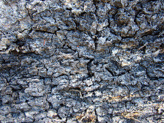 Macro of Bark Texture