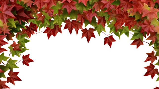 Red autumn ivy (Virginia Creeper, Boston ivy, grapevine) frame foliage border, isolated on a transparent background. PNG, cutout, or clipping path.