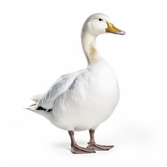 Fototapeta premium Duck