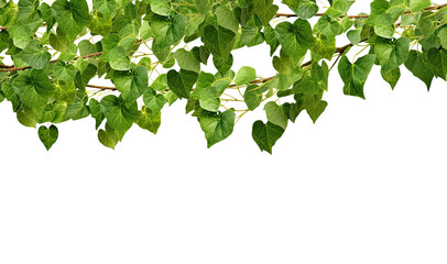 Panoramic tropical vine hanging ivy plant, bush, or grapes ivy frame with border with copy space for text and branches, isolated on a transparent background. PNG cutout or clipping path. - obrazy, fototapety, plakaty