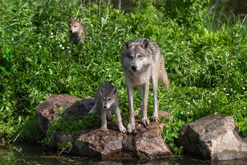 Grey Wolf (Canis lupus) And Pup Look Out Second Pup in Background Summer