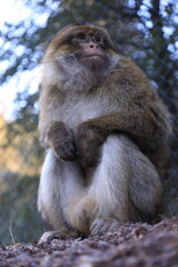 japanese macaque sitting on a tree