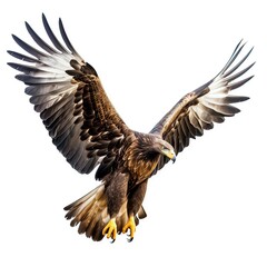 Fototapeta premium Eagle