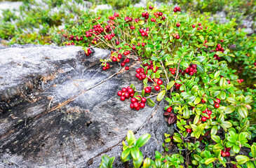 Red ripe cowberry also known as lingonberry grow in the forest