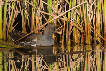 Common Moorhen swimming on the surface of a pond