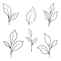 A set of leaves isolated on a white background, vector illustration drawn by hand. An element for design and decoration. Leaves for decorating. A twig with leaves.