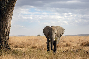 Mother elephant walking with baby elephant in savannah for food searching in Serengetti National Park, Tanzania