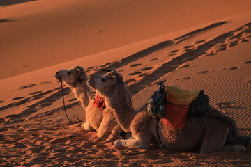 Deserto Sahara © SabryArdore