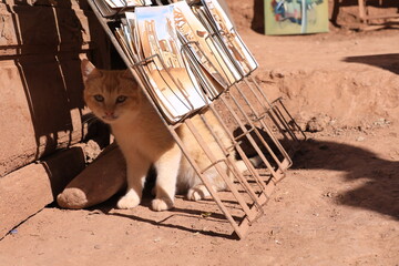 morocco cat © SabryArdore