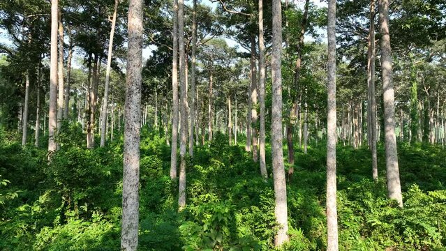 Yang or Gurjan trees glowing in a Forestry Plantation. Beautiful smooth fly in green beech tree forest landscape. 4k