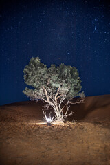 albero di notte nel deserto