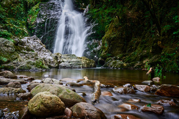 waterfall in the forest