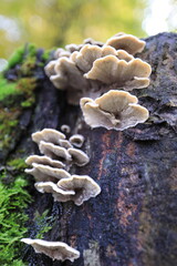 funghi