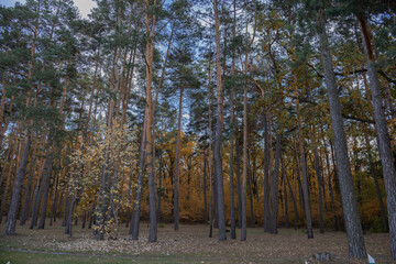 dense autumn forest and blue sky