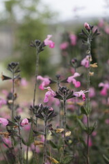 Flor Salvia microphylla