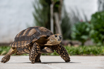 Tortoise exploring a garden with beautiful grass and green plants.