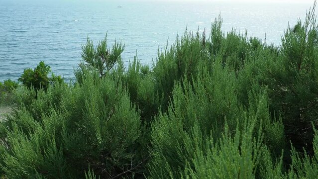 Juniperus foetidissima, foetid juniper, stinking juniper, family Cupressaceae. Juniper branches sway in the wind against the background of the waves of the Black Sea. Sukko, a reserve of relict plants