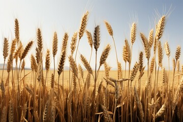 A versatile set featuring wheat from multiple perspectives - obrazy, fototapety, plakaty