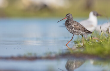 Spotted redshank  - in spring feeding at wetland  on the migration way