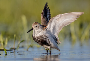 Dunlin - adult bird at a wetland on the spring migration 