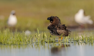 Ruff - male bird at a wetland on the mating season in spring